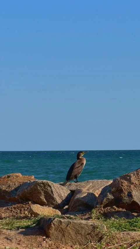 Close up of a cormorant perched on a sunlit rock by the blue ocean. Beautiful Stock Footage 341464519