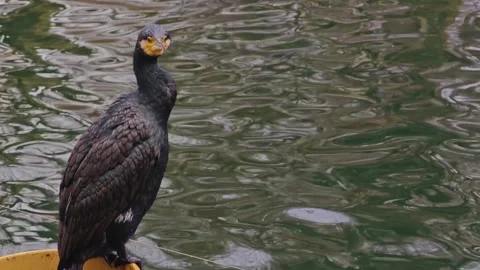 Close up of a Cormorant resting Stock Footage 296028678