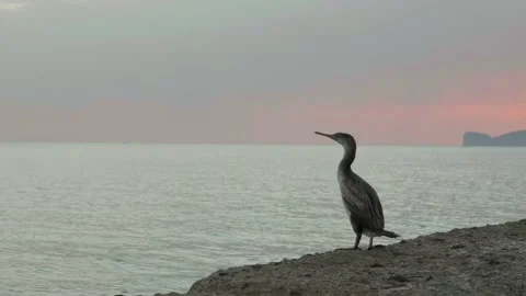 Close-up of a cormorant at sunset Stock Footage 232435910