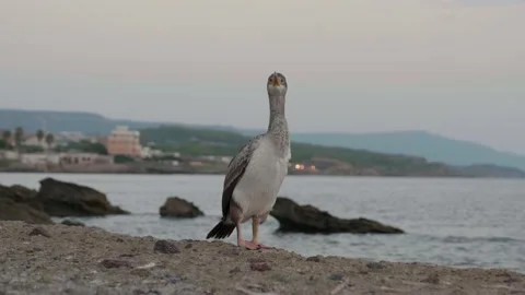 Close-up of a cormorant at sunset Stock Footage 232436097