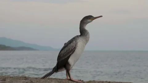 Close-up of a cormorant at sunset Stock Footage 232436271