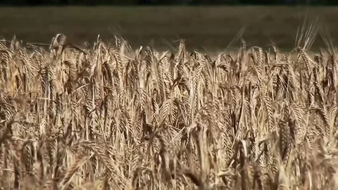  Close Up of Corn aren on the field Video stock 82621066