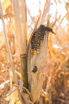 Close-up of corn cob affected by rot disease Stock Photos