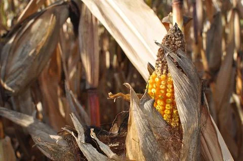 Close up of corn on the cob in the autumn Stock Photos