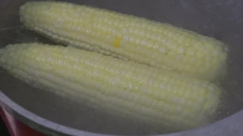 Close up of corn on the cob cooking in water Stock Footage 279024532