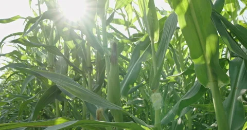 Close-up of a corn cob in a corn field, against the background of sunlight. Corn Stock Footage 140961506