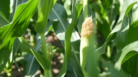 Close up corn cob. Field of corn cobs moved by the wind. Video stock 137103825