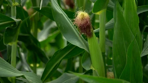 Close up corn cob. Field of corn cobs. Organic farming. Tilt 4K Video stock 282570129