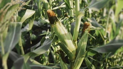Close up of corn cob in field. Stock Footage 316733367