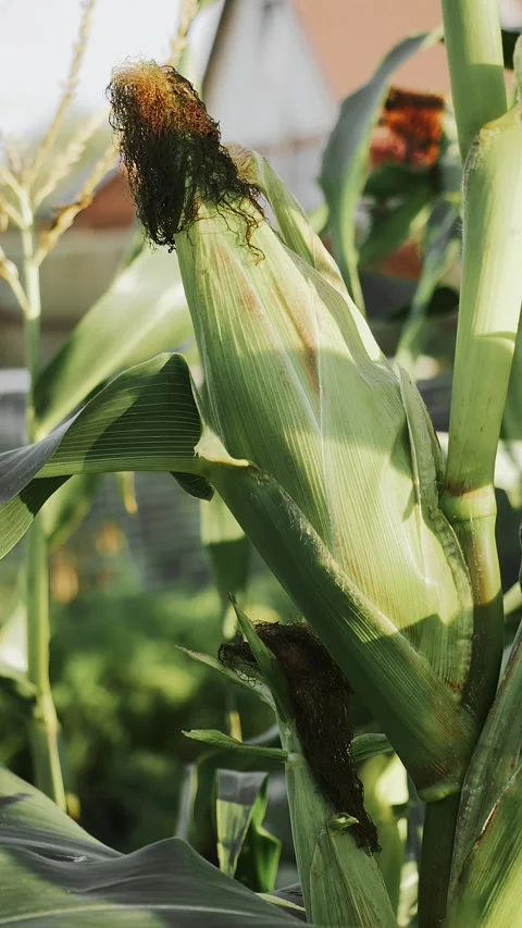 Close up of corn cob in field. Stock Footage 316898738