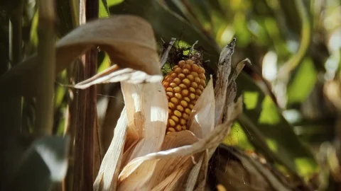 Close-up of a corn cob. Ripe maize grows on the field. Stock Footage 95935387