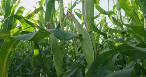 Close-up of corn cobs on the background of sunset. 4K video Stock Footage 153289729
