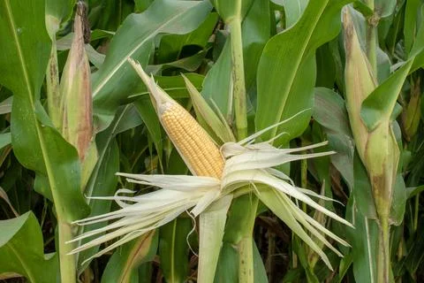 Close up corn cobs in corn plantation field Foto stock