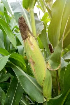 Close up corn cobs in corn plantation field Stock Photos