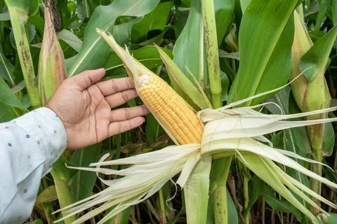 Close up corn cobs in corn plantation field Foto stock