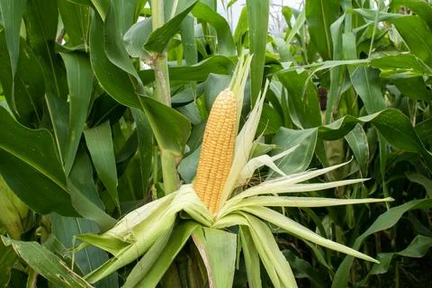 Close up corn cobs in corn plantation field Fotos Stock