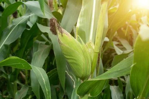 Close up corn cobs in corn plantation field Stock Photos