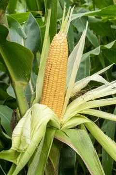 Close up corn cobs in corn plantation field Stock Photos