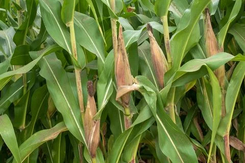 Close up corn cobs in corn plantation field Stock Photos