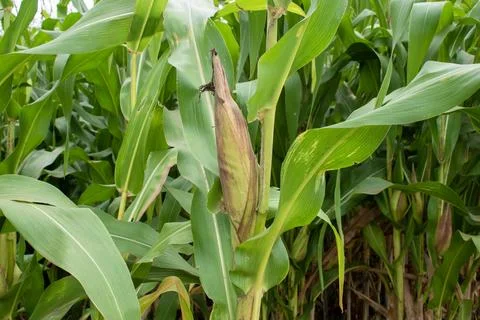 Close up corn cobs in corn plantation field Foto stock