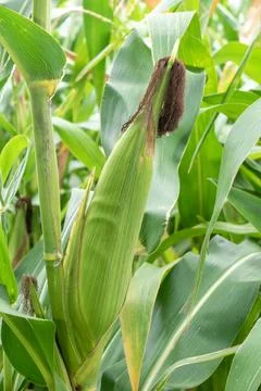 Close up corn cobs in corn plantation field Stock Photos