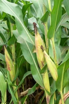 Close up corn cobs in corn plantation field 写真素材