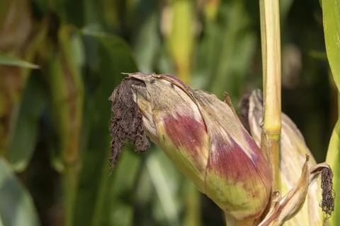 Close-up of corn cobs in the field of the corn plantation Stock Photos