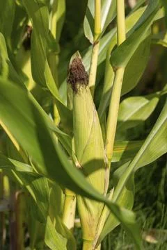 Close-up of corn cobs in the field of the corn plantation Stock Photos