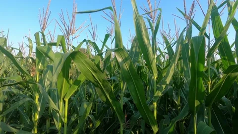 Close up corn cobs field at sunrise, low angle shot. Stock Footage 138200914