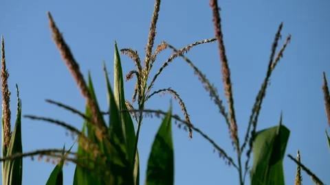 Close up corn cobs field at sunrise. Organic agriculture. Panning 4K 스톡 동영상 282570107