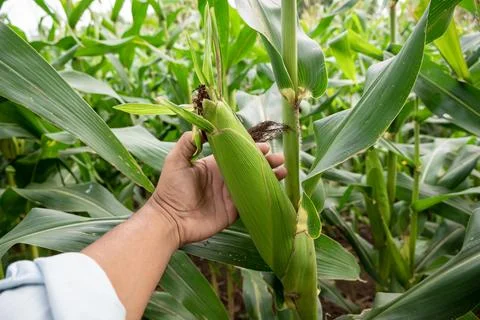 Close up of corn cobs growing on stalks in a green field, Cob of corn growi.. Foto stock