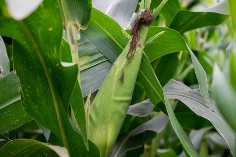 Close up of corn cobs growing on stalks in a green field, Cob of corn growi.. Stock Photos