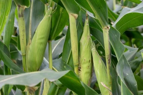 Close up of corn cobs growing on stalks in a green field, Cob of corn growi.. Foto stock
