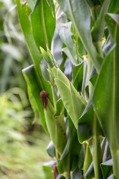 Close up of corn cobs growing on stalks in a green field, Cob of corn growi.. Stock Photos