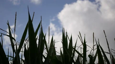 Close up of corn cobs. Organic farming. Stock Footage 137103824