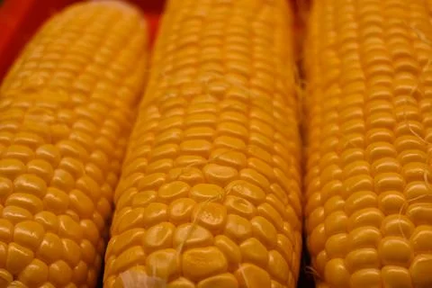 Close-up of corn cobs Photos
