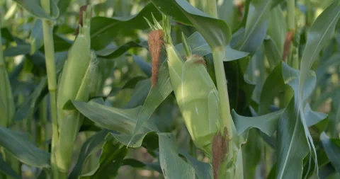 Close-up of corn cobs showing abnormal secondary growth caused by environmental  Stock Footage 322000429