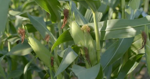 Close-up of corn cobs showing abnormal secondary growth caused by environmental  Stock Footage 322000468