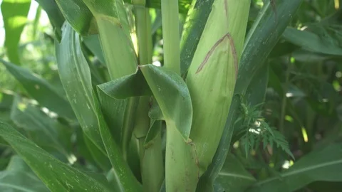 Close corn on cor field Stock-Footage 123782187