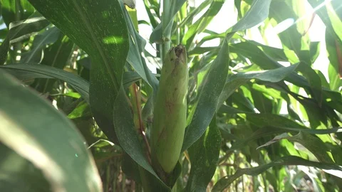 Close corn on corn field Видео 123782217