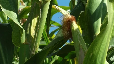 A close up of a corn crop Stock Footage
