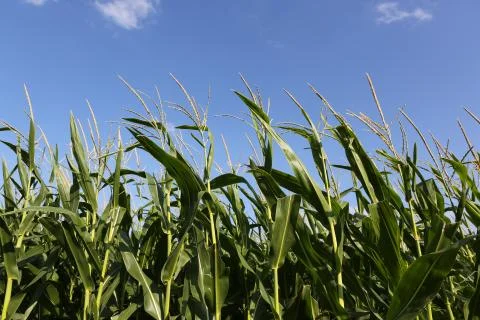 Close up of corn crop Stock Photos