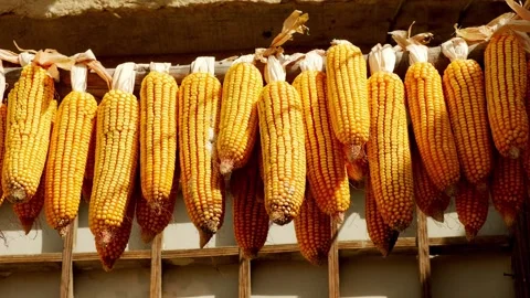 Close-up of corn drying in autumn Stock Footage 259616448