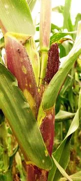 Close-up of corn ear with reddish husk and disease signs in natural farm envi Stock Photos