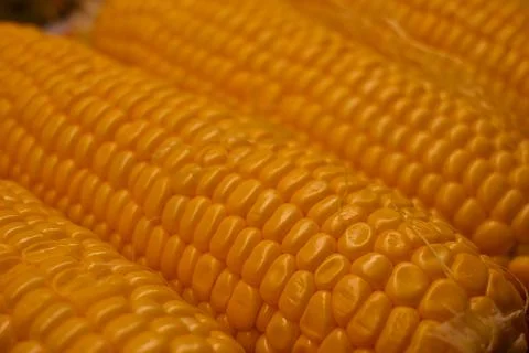 Close-up of corn ears Fotos de archivo