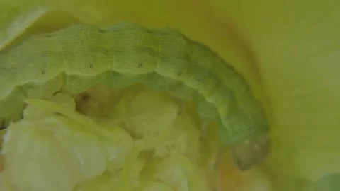 Close up of corn earworm caterpillar curled on maize cob Stock-Footage 333048693