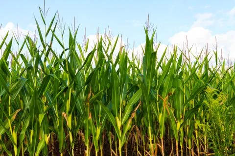 Close up of corn farm. Stock Photos
