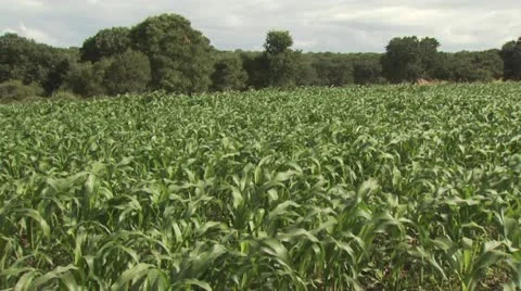 Close Up of A Corn Field 2 스톡 동영상 19315436