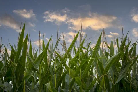 Close-up of corn field against blue sky with clouds during golden hour Stock Photos