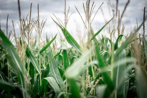 A Close Up Of A Corn Field And Cloudy Sky Stock Photos